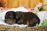Boris , a male Yorkipoo for sale in Trenton, MO – 6 of 9