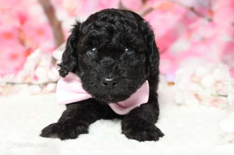 Dave  – Poodle - Toy  puppy for sale in Trenton, MO