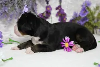 Maggie , a female Bernese Mountain Dog for sale in Trenton, MO – 4 of 9