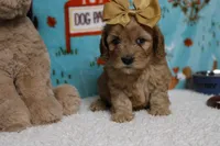 Katie, a female Cockapoo for sale in Trenton, MO – 2 of 8