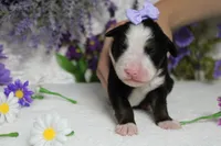 Maggie , a female Bernese Mountain Dog for sale in Trenton, MO – 1 of 9