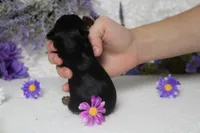 Pixie , a female Yorkshire Terrier for sale in Trenton, MO – 7 of 8