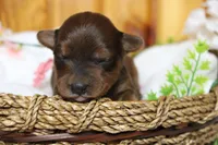 Trusty , a male Yorkipoo for sale in Trenton, MO – 3 of 10