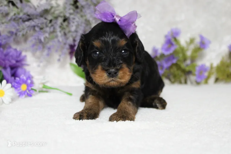 Logan – Cavapoo puppy for sale in Trenton, MO