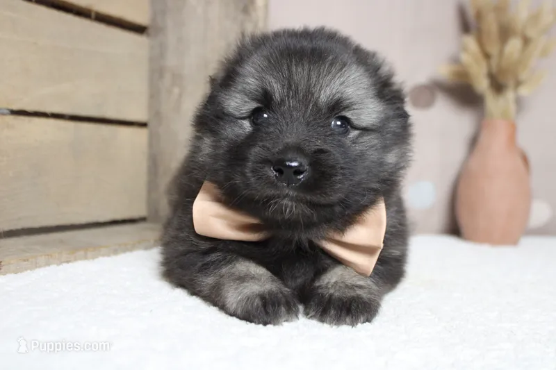 Costello  – Keeshond puppy for sale in Trenton, MO