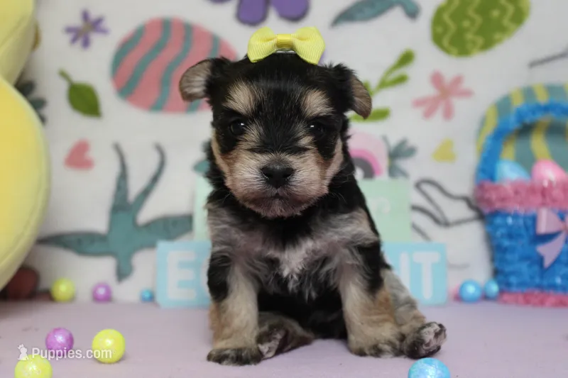 Sydney – Morkie puppy for sale in Trenton, MO