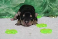 Sydney, a female Morkie for sale in Trenton, MO – Photo 3 of 7