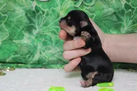 Sydney, a female Morkie for sale in Trenton, MO – Photo 7 of 7