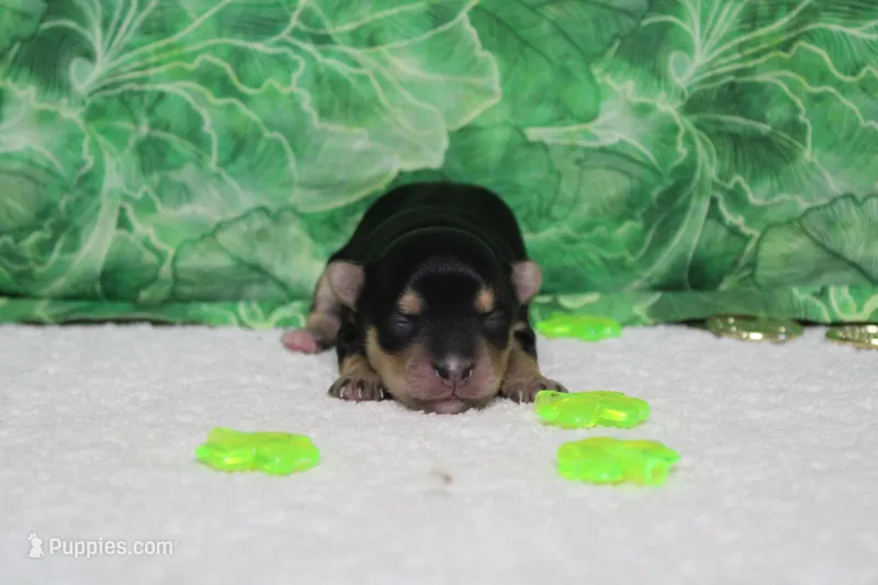 Sydney, a female Morkie for sale in Trenton, MO – Photo 1 of 7