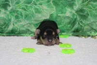 Sydney, a female Morkie for sale in Trenton, MO – Photo 1 of 7