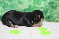 Sydney, a female Morkie for sale in Trenton, MO – Photo 5 of 7