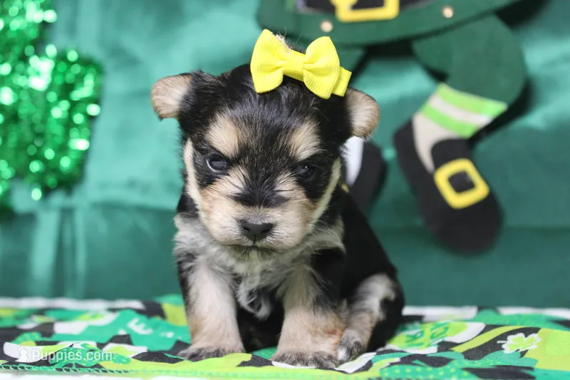 Sydney – Morkie puppy for sale in Trenton, MO