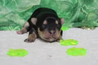 Sydney, a female Morkie for sale in Trenton, MO – Photo 2 of 7