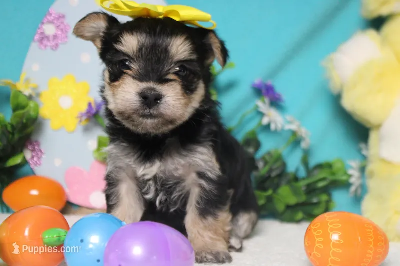 Sydney – Morkie puppy for sale in Trenton, MO