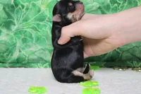 Sydney, a female Morkie for sale in Trenton, MO – Photo 6 of 7