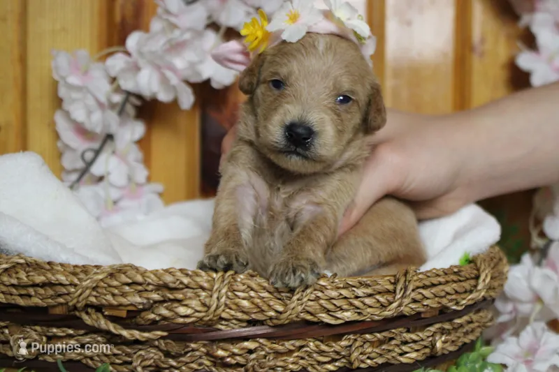 Sherry  – Schnoodle puppy for sale in Trenton, MO