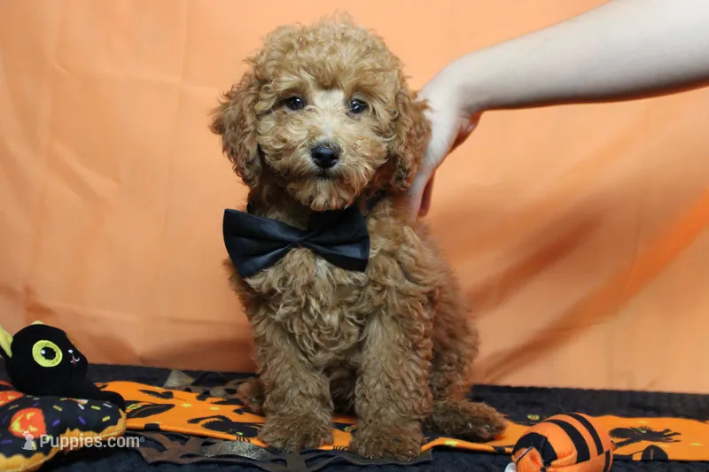 Mandarin  – Poodle - Miniature  puppy for sale in Trenton, MO