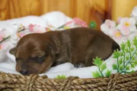 Jacque , a male Yorkipoo for sale in Trenton, MO – 6 of 10