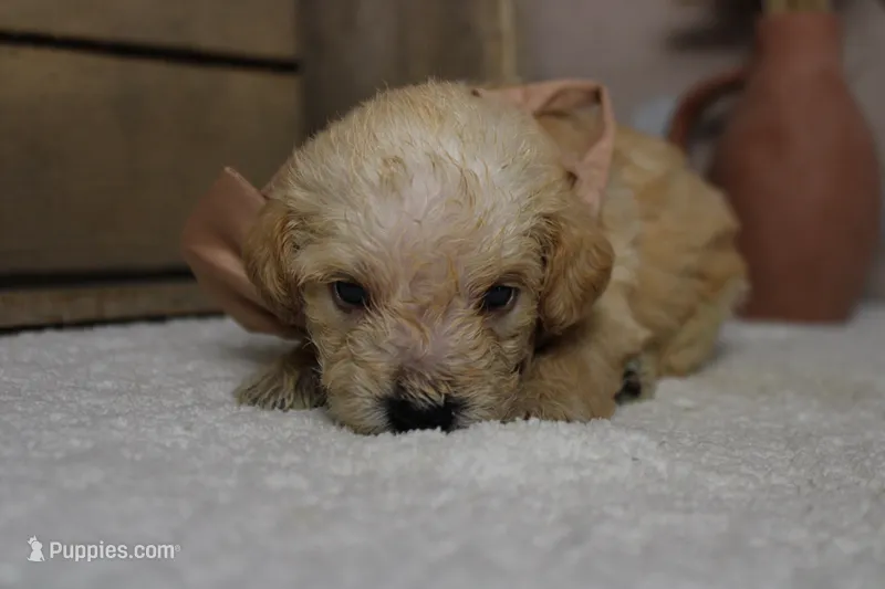 Merlot  – Schnoodle puppy for sale in Trenton, MO