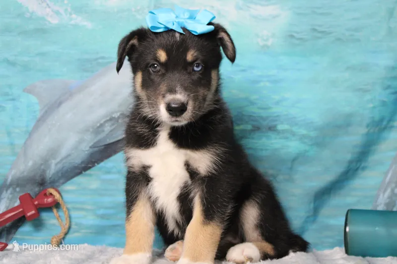 Dahlia  – Siberian Husky, Miniature Aussiedoodle puppy for sale in Trenton, MO