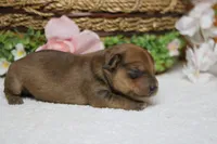 Jacque , a male Yorkipoo for sale in Trenton, MO – 10 of 10