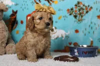 Katie, a female Cockapoo for sale in Trenton, MO – 8 of 8