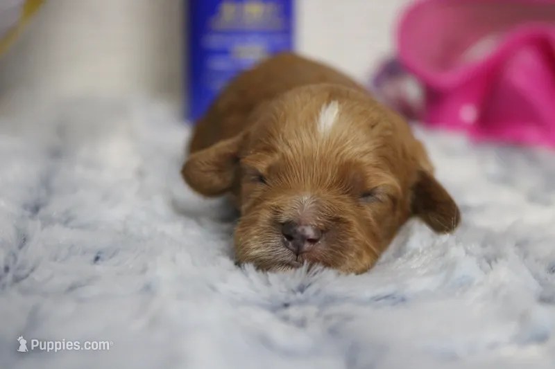 Maddie – Cockapoo puppy for sale in Trenton, MO