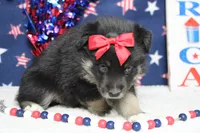 Violet , a male Siberian Husky and Miniature Aussiedoodle for sale in Trenton, MO – 6 of 7