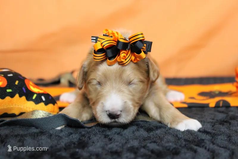 Firefly  – Goldendoodle puppy for sale in Trenton, MO