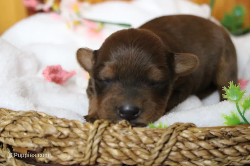 Trusty  – Yorkipoo puppy for sale in Trenton, MO