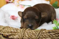 Trusty , a male Yorkipoo for sale in Trenton, MO – 1 of 10