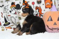 Lacy , a female Bernese Mountain Dog for sale in Trenton, MO – 8 of 9