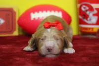 Firefly , a female Goldendoodle for sale in Trenton, MO – 3 of 8