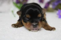 Penny , a female Yorkshire Terrier for sale in Trenton, MO – 4 of 10