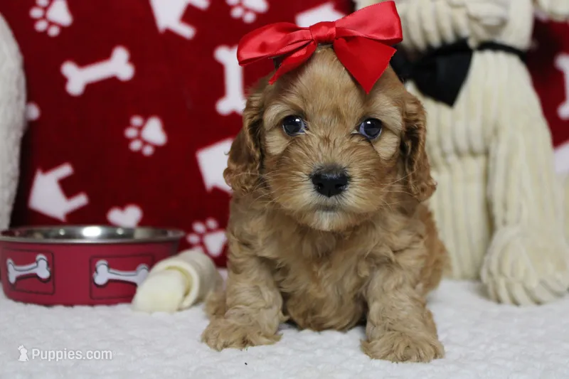 Katie – Cockapoo puppy for sale in Trenton, MO