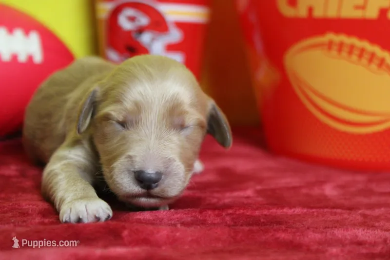 Sparky  – Goldendoodle puppy for sale in Trenton, MO