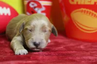 Sparky , a male Goldendoodle for sale in Trenton, MO – 1 of 8