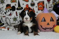 Lacy , a female Bernese Mountain Dog for sale in Trenton, MO – 3 of 9