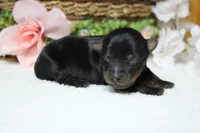 Toughy , a male Yorkipoo for sale in Trenton, MO – 8 of 8