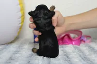 Logan, a female Cavapoo for sale in Trenton, MO – 5 of 5
