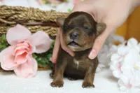 Trusty , a male Yorkipoo for sale in Trenton, MO – 7 of 10