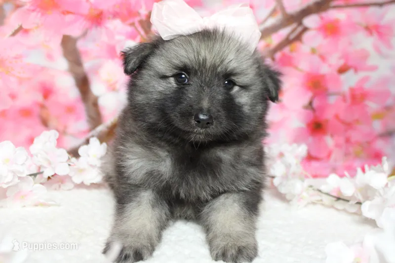 Thelma  – Keeshond puppy for sale in Trenton, MO