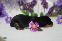Pixie , a female Yorkshire Terrier for sale in Trenton, MO – 5 of 8