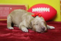 Cinder , a female Goldendoodle for sale in Trenton, MO – 7 of 9