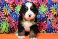 Murphy , a male Bernese Mountain Dog for sale in Trenton, MO – 3 of 8