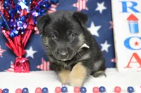 Pine , a male Siberian Husky and Miniature Aussiedoodle for sale in Trenton, MO – 4 of 7