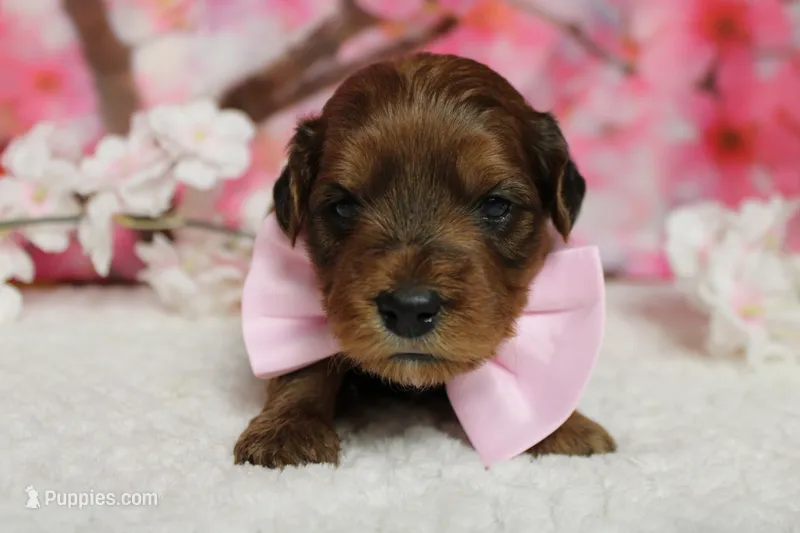 Trusty  – Yorkipoo puppy for sale in Trenton, MO