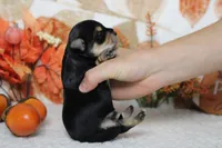 Hansel , a male Morkie for sale in Trenton, MO – 8 of 10
