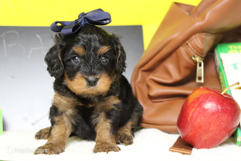 Logan – Cavapoo puppy for sale in Trenton, MO