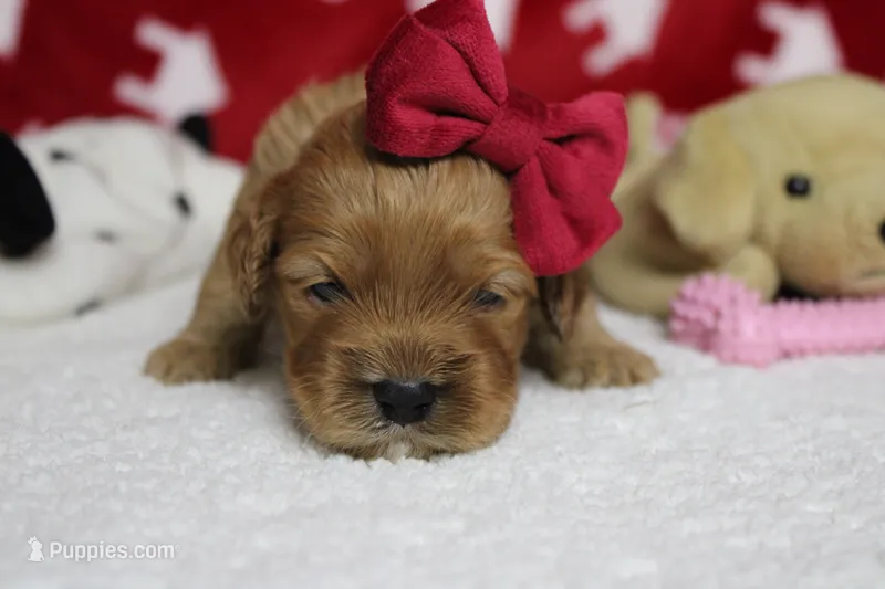 Katie – Cockapoo puppy for sale in Trenton, MO